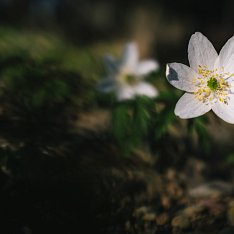 Ostatní